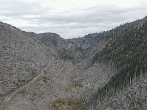 Aus der Ausstellung «Formafantasma»: Forest felled by storm Vaia in 2018, Filmstill, 2019, Val di Fiemme, IT.
