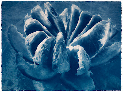 Daniela Keiser 9. Cyanocosmos, Blutorange e, 2020 Cyanotypie, 50 × 66 cm Papier: Velin d’Arches