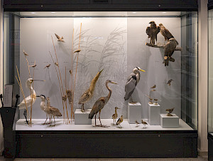 Zm+Museum+Vogelvitrine+180213+37