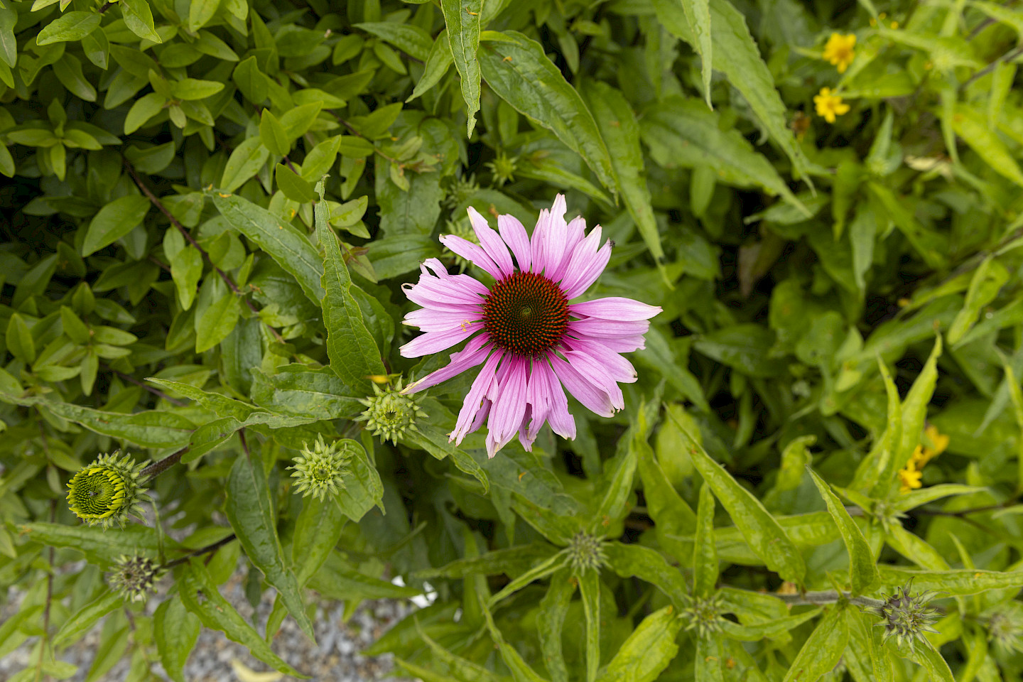 Garden tour of the special exhibition