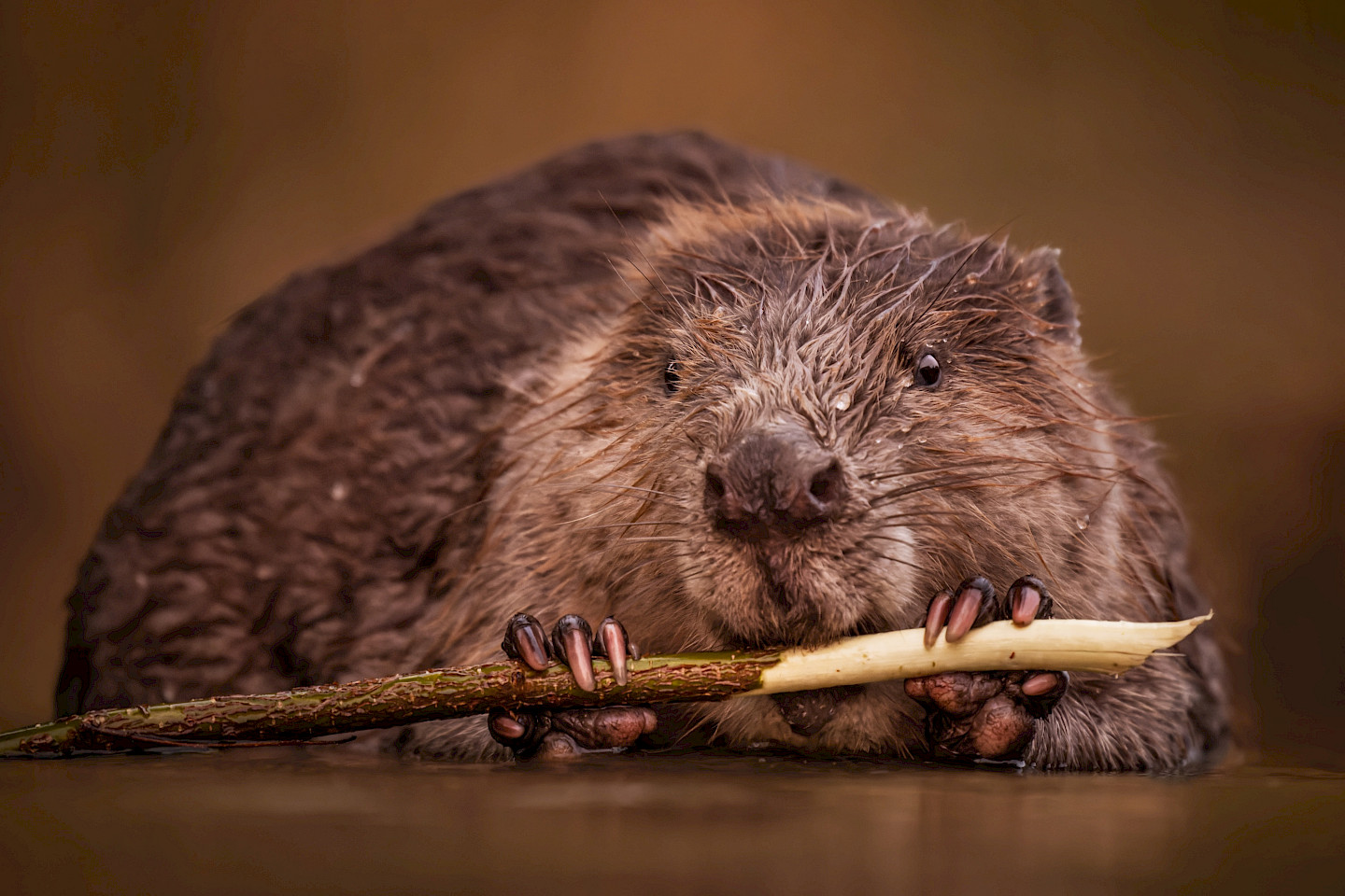 Slide show: Beavers