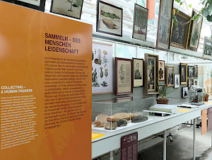 Blick+auf+die+Ausstellungsvitrine+zur+Geschichte+des+Sammelns+und+Erforschens+sukkulenter+Pflanzen.+%c2%a9+Sukkulenten-Sammlung+Z%c3%bcrich