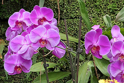 190111+Gr%c3%bcn+U+Mittag+Phalaenopsis+Tropenhaus+Bl%c3%bcte+V03+(2)
