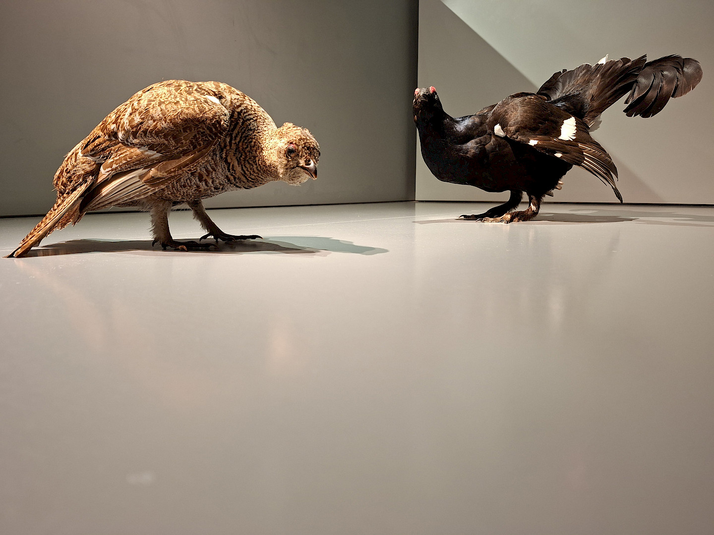 After-work nibbles – On chickens and human cackling...