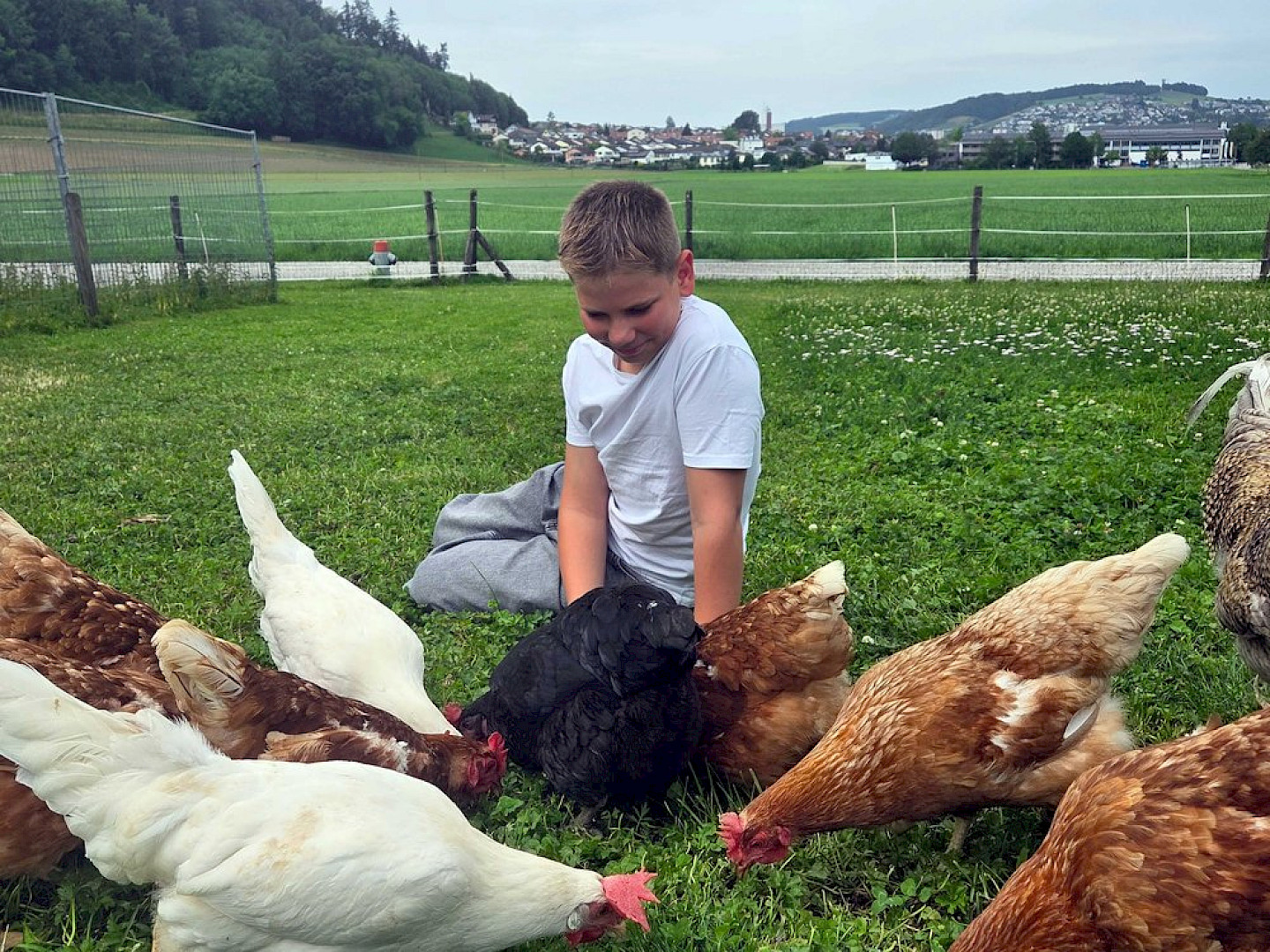 Verstehe die Hühner